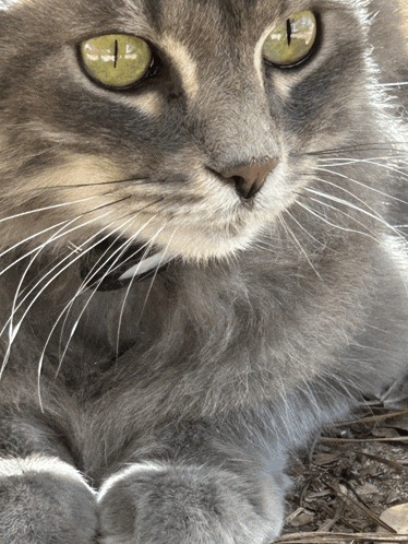 a close up of a gray cat with yellow eyes