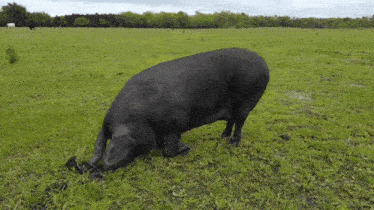Rare Black Boar Rare Black Pig GIF