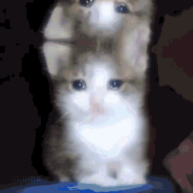 Crying Cat GIF - Crying Cat Crying Cat GIFs