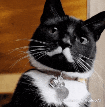 a black and white cat with a tag that says hailuo al