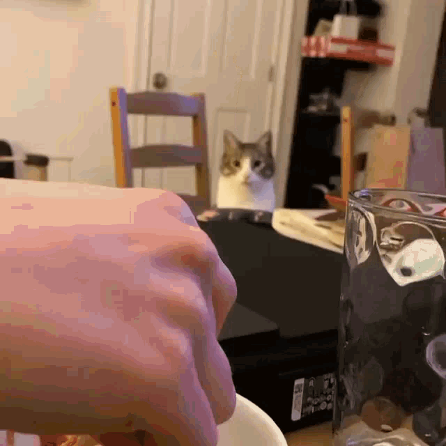 Cat Chomp GIF - Cat Chomp Eat GIFs