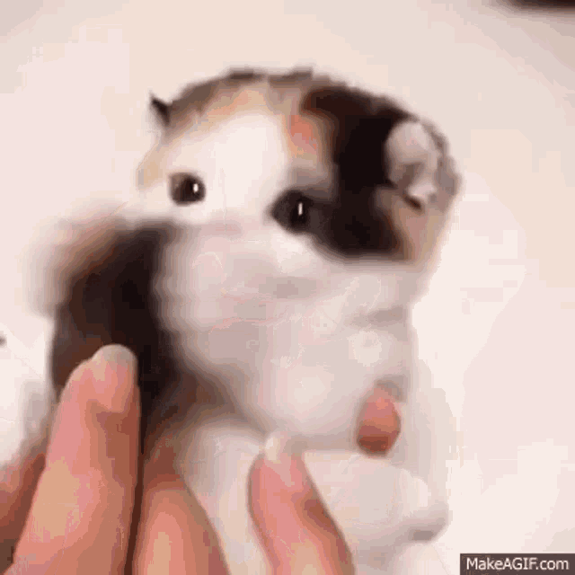 a calico kitten is being held by a person 's hand .