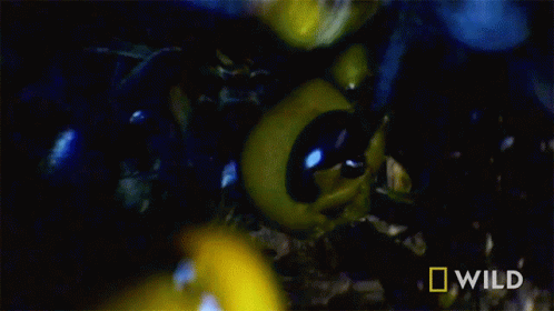 Hive National Honey Bee Day GIF - Hive National Honey Bee Day The Murder Hornet GIFs
