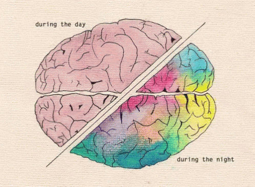 Cerveau GIF - Cerveau During The Day During The Night GIFs