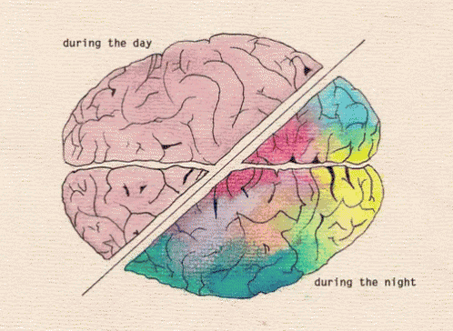 a drawing of a brain with the words " during the day " and " during the night " below it