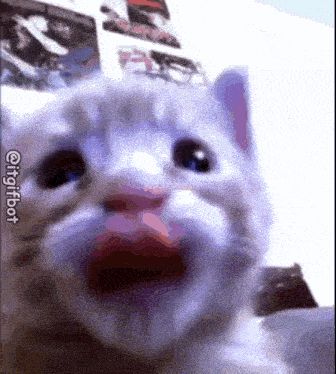 a close up of a cat 's face with its mouth wide open .