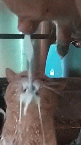 Cat Milk GIF - Cat Milk Milky GIFs