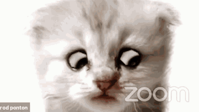 a close up of a kitten 's face on a zoom screen