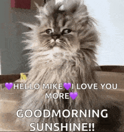 Goodmorning Funnyanimals GIF