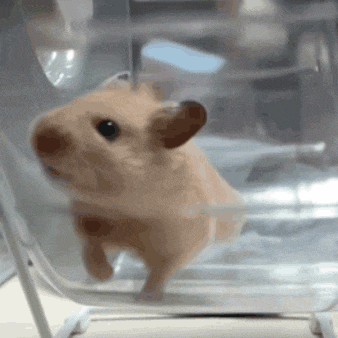 a hamster is standing in a clear cage and looking at the camera