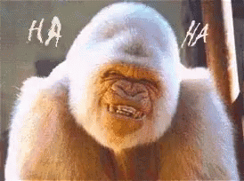 Gorilla Laughing GIF - Gorilla Laughing Ha Ha Ha GIFs