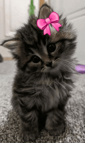 a kitten wearing a pink bow on its head