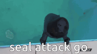 Seal Attack Go Seal Jumpscare GIF - Seal Attack Go Seal Seal Jumpscare GIFs