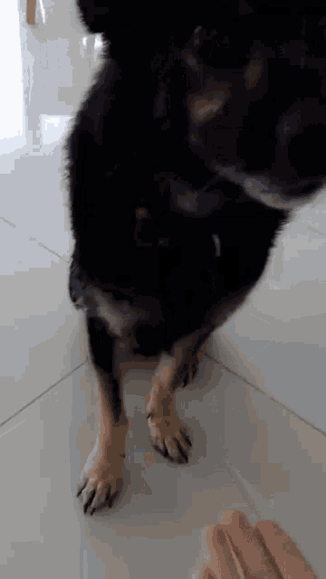 a black and brown dog is standing next to a person 's hand on a tile floor .
