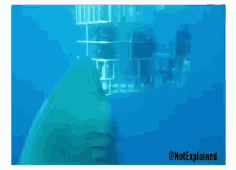 Great White Shark Nope GIF - Great White Shark Nope Giant GIFs