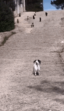 a dog and cats are walking down a hill .