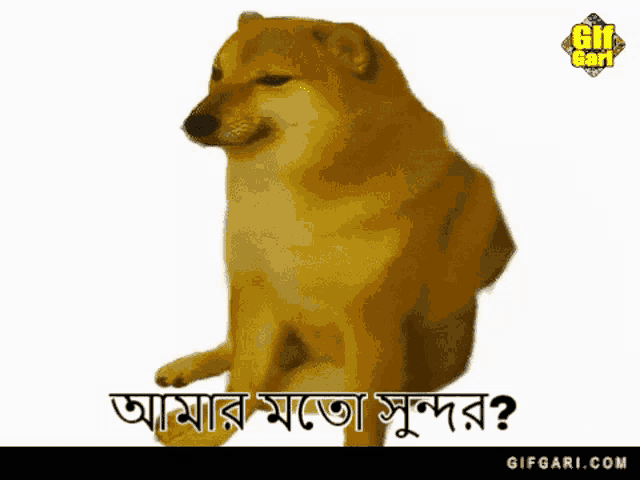 a dog is sitting down with a foreign language written on it 's face .