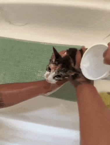a calico cat is being bathed in a bathtub by a person