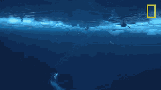 a picture of a whale in the ocean with a national geographic logo
