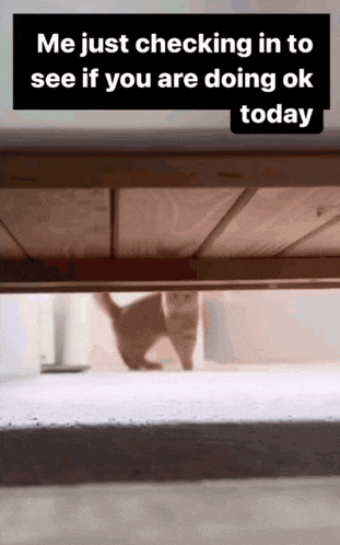 a picture of a cat under a table with a caption that says me just checking in to see if you are doing ok today