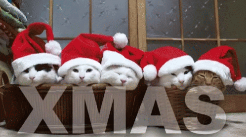Cat Merry Christmas GIF - Cat Merry Christmas GIFs