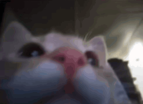 Cat Nathan X Bella GIF - Cat Nathan X Bella Cat Yawn GIFs
