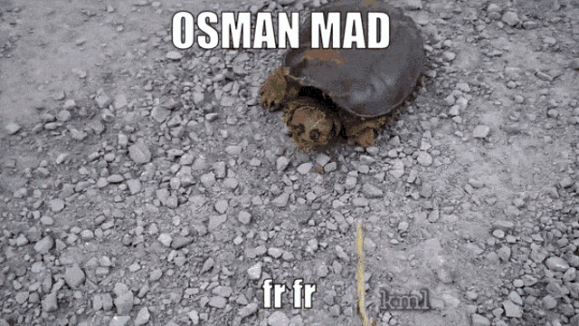 Osman Mad GIF - Osman Mad Osman Mad GIFs