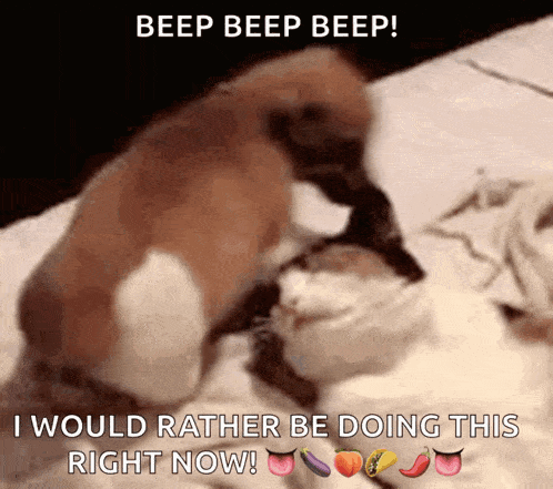 two cats are laying on a bed with the words beep beep beep i would rather be doing this right now