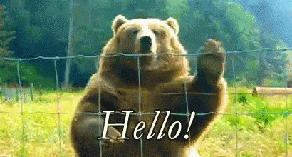 Bear Hello GIF - Bear Hello Hi GIFs