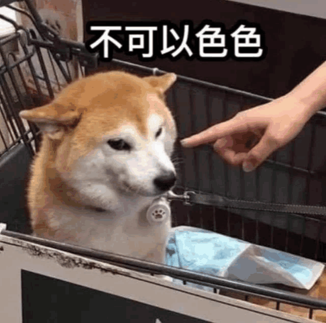 a shiba inu dog is sitting in a cage while a person points at it .