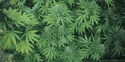 a close up of a marijuana plant with lots of leaves