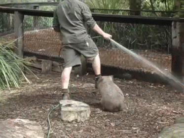 Fatty Wombat Wants To Play! GIF