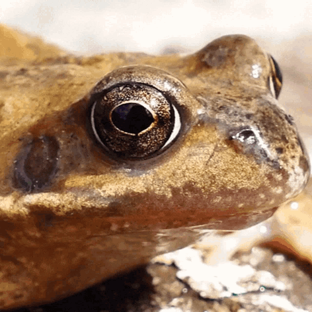 a close up of a frog 's eye with a hole in the middle