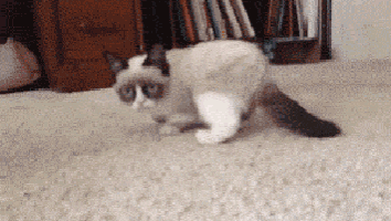 a grumpy cat is running on a carpet in a living room