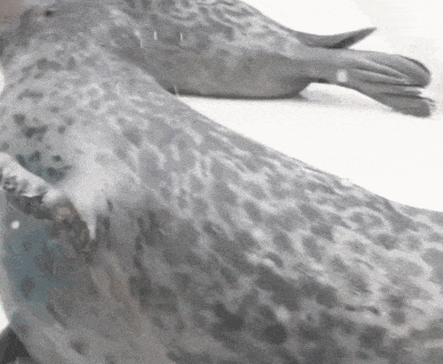 two seals are laying on top of each other on the ice .