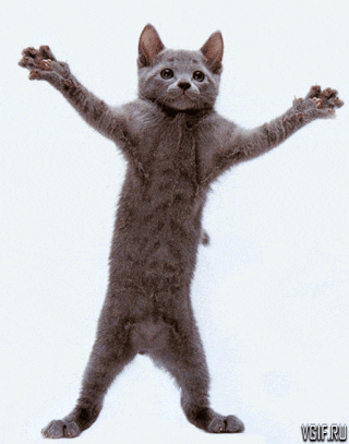 a gray cat is standing on its hind legs with its arms outstretched in front of a white background