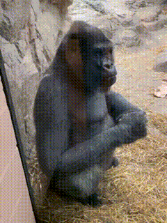 a gorilla sitting on a pile of hay looking at something