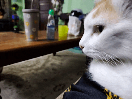 a close up of a cat 's face with a blurry background