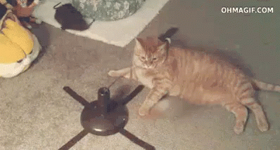 Cat Ignores The Thing GIF - Ignore Cat Unimpressed GIFs