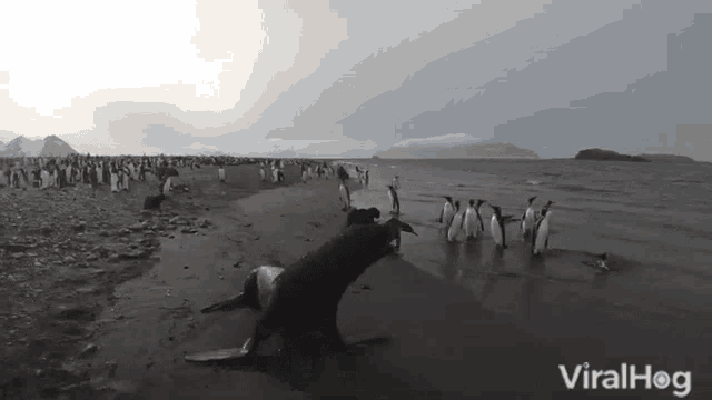 Fur Seal Viralhog GIF - Fur Seal Viralhog Penguin GIFs