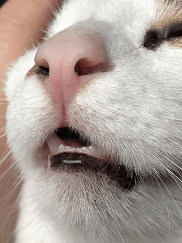 a close up of a cat 's mouth and nose