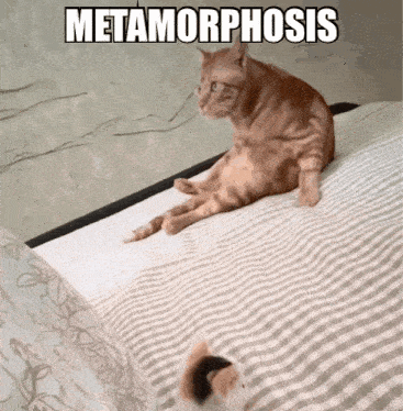 a cat sitting on a bed with the word metamorphosis written above it