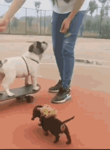 Dogs Skatedog GIF - Dogs Skatedog Skateing GIFs
