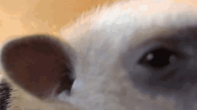 a close up of a sheep 's eye and ears
