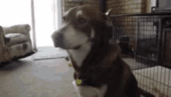 a dog is sitting in a living room next to a chair and a cage .