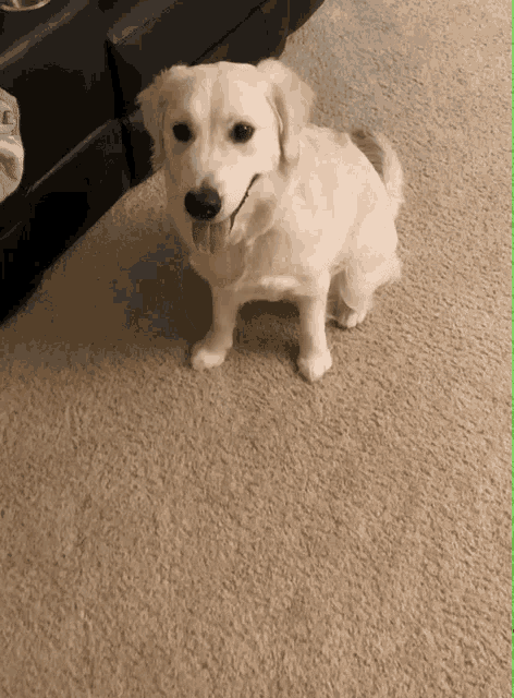 a small dog sitting on a carpet with its tongue out