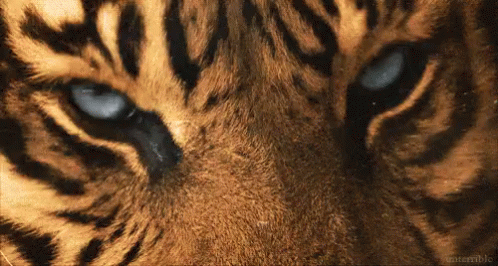 Tiger Eyes GIF - Tiger Eyes Blink GIFs