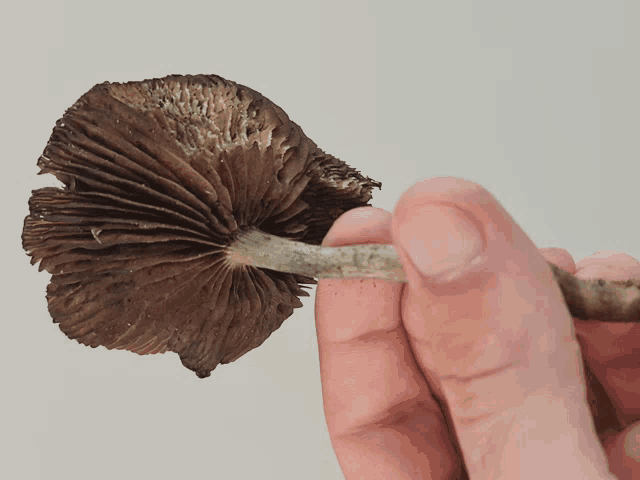 a person is holding a mushroom in their hand that looks like a flower