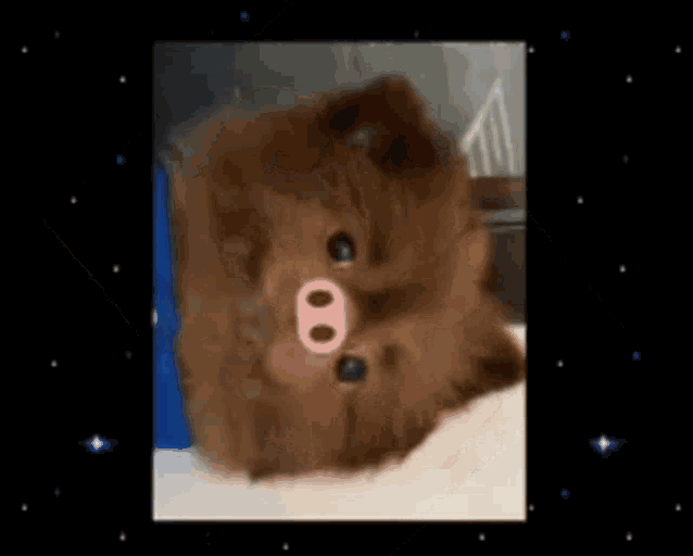 Pomeranian Buuubiiiii GIF - Pomeranian Buuubiiiii Bert GIFs
