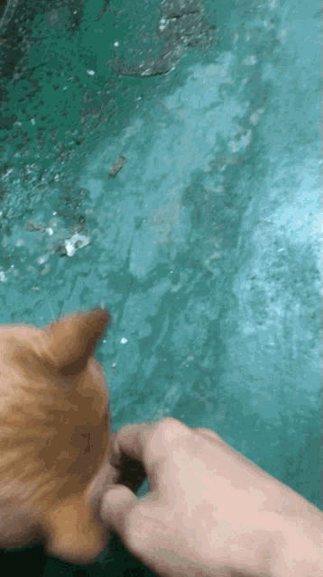 a close up of a person 's hand touching a cat 's nose in the water